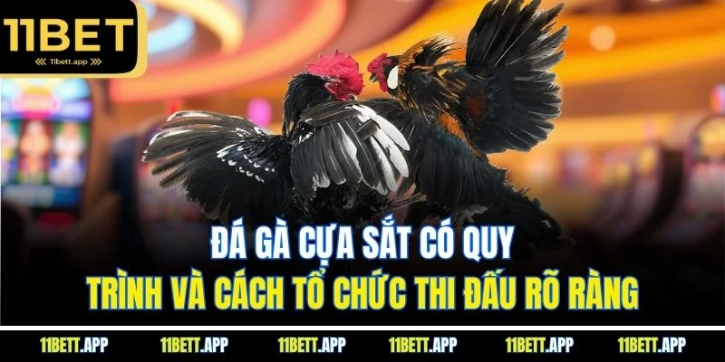 Đá gà cựa sắt có quy trình và cách tổ chức thi đấu rõ ràng